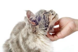 cat-sitting garde chat La Rochelle