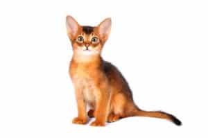 chats de race et élevages