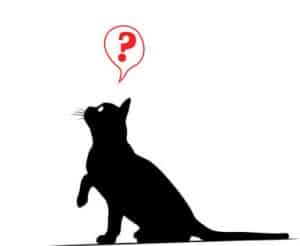 Tarifs comportementaliste chat : consultation à domicile