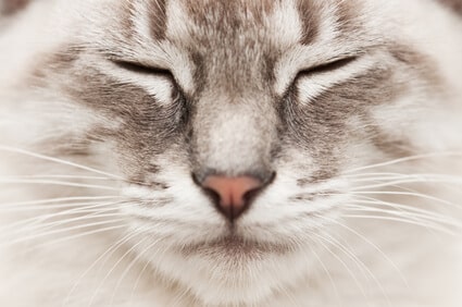 chat la rochelle