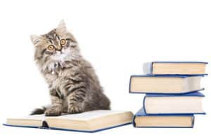 livres et articles chat chaton
