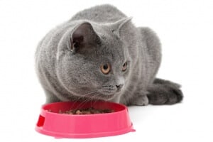 comportement alimentaire chat