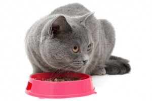 cat (breed Scottish straight) on a white background close-up