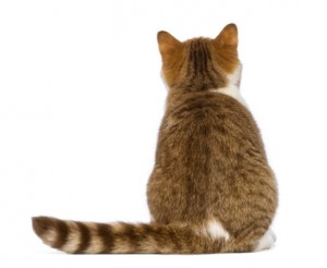 Rear view of British Shorthair kitten, 3.5 months old, sitting and looking up in front of white background