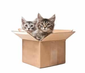 Shopping et boutique pour chats