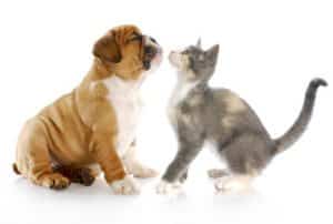 comportementalistes chien chat